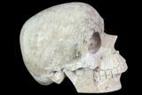 Realistic, Polished Fossil Coral Skull #116690-3